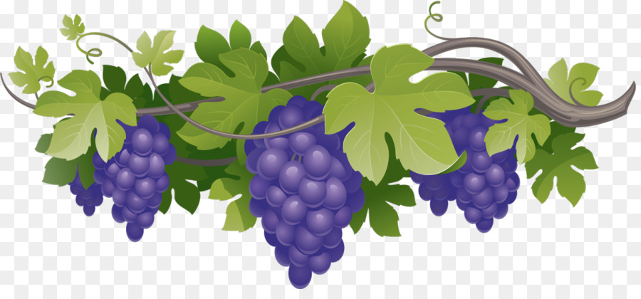 Vine De Uva Común，Vino PNG