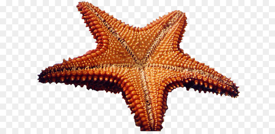 Estrella De Mar，Concha PNG