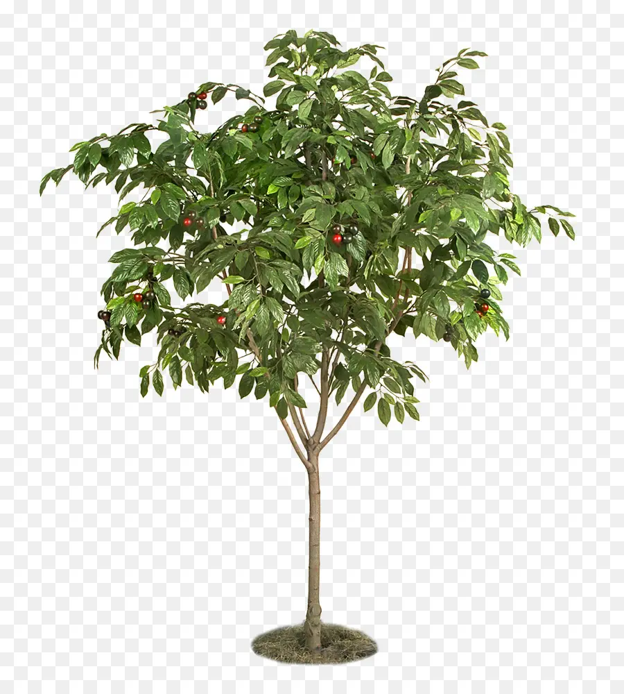 Árbol，Ficus Benjamina PNG