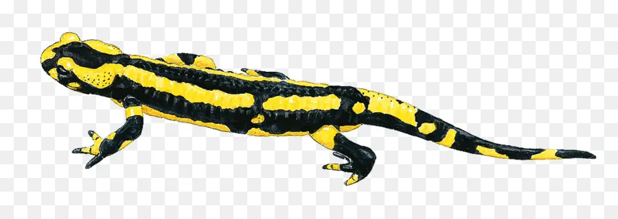 Salamandra，Negro PNG