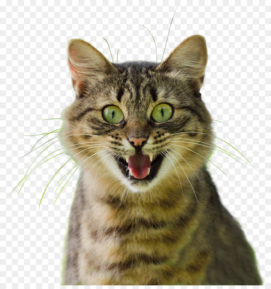 Café，Gato PNG