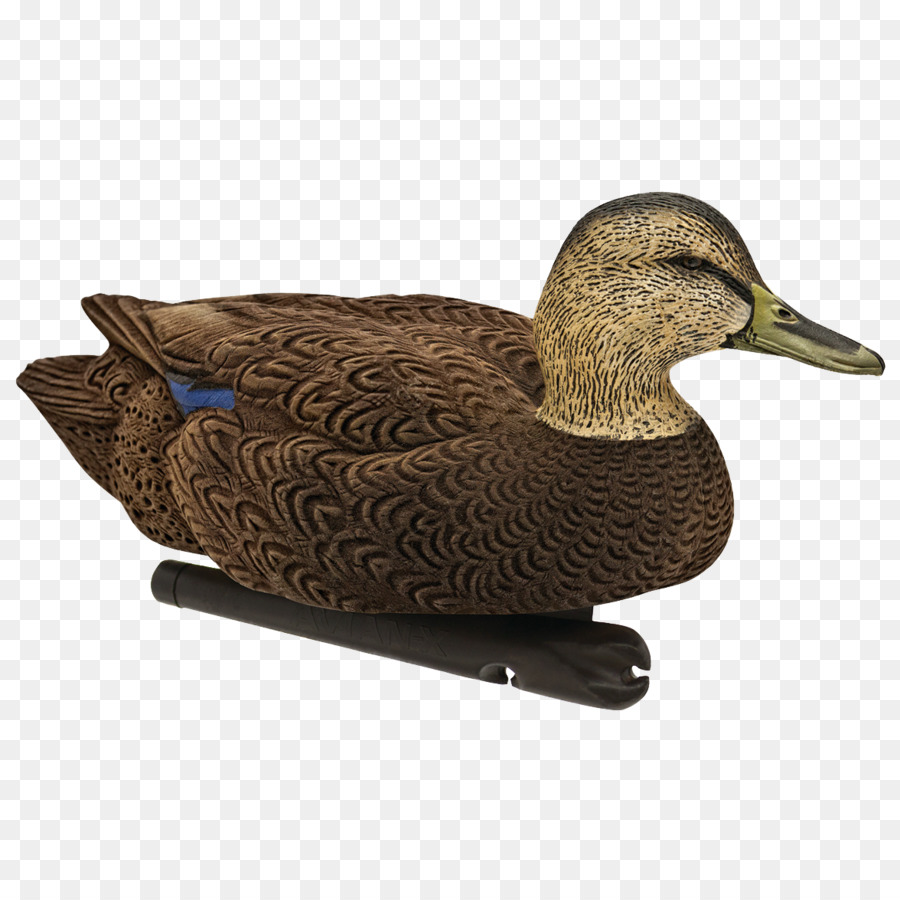 Pato Real，Pato PNG