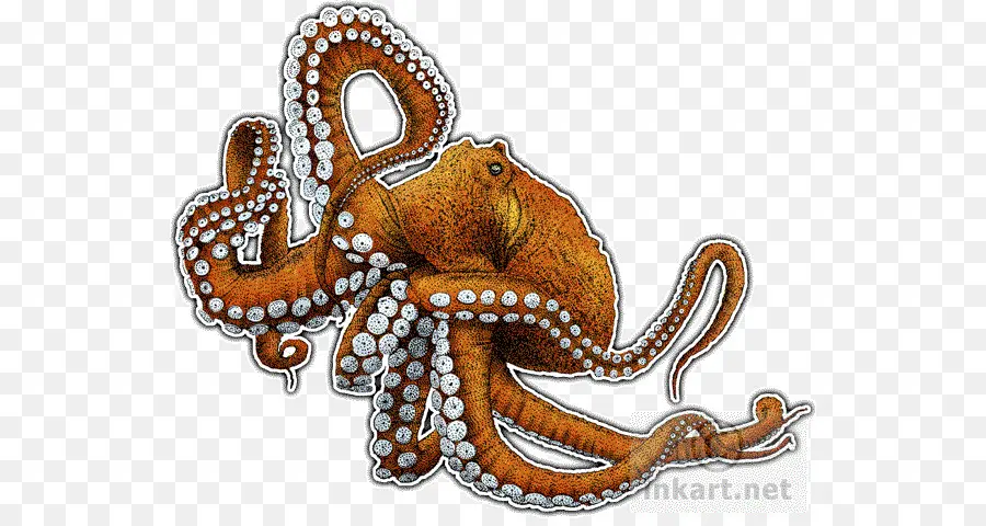 Pulpo，El Pulpo Gigante Del Pacífico PNG