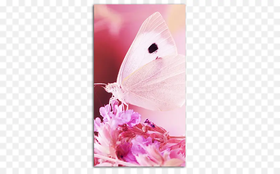 Apple Iphone 7 Plus，Mariposa PNG