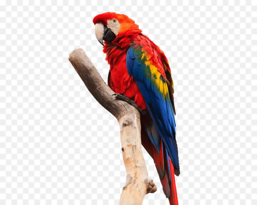 Loro Colorido，Tropical PNG