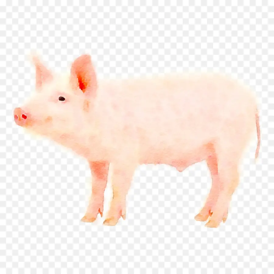 Cerdo，Pintura De Acuarela PNG