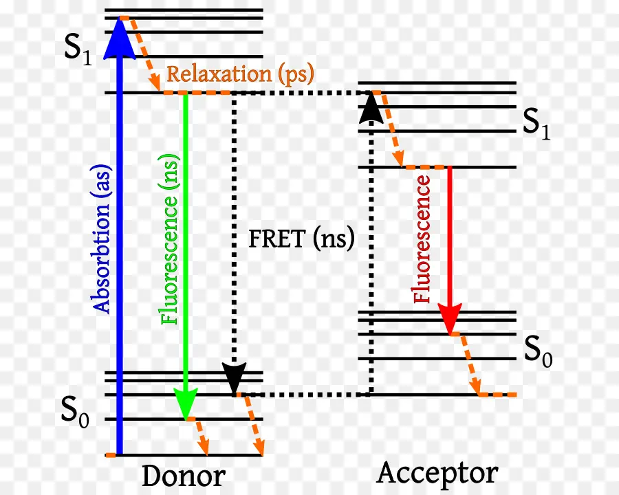 Transferencia De Energía De Resonancia De Förster，Fluorescencia PNG