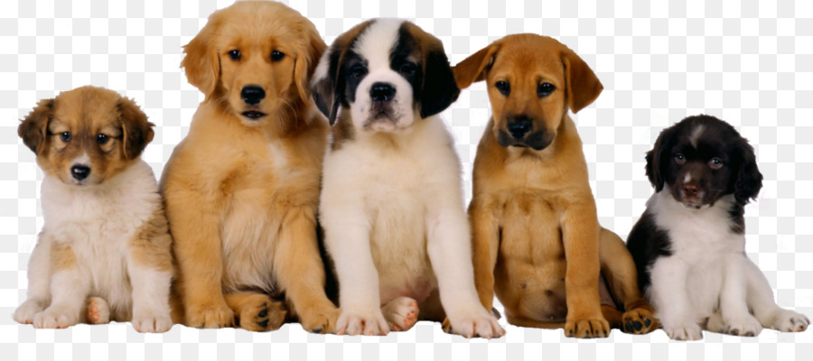 Labrador Retriever，Gato PNG