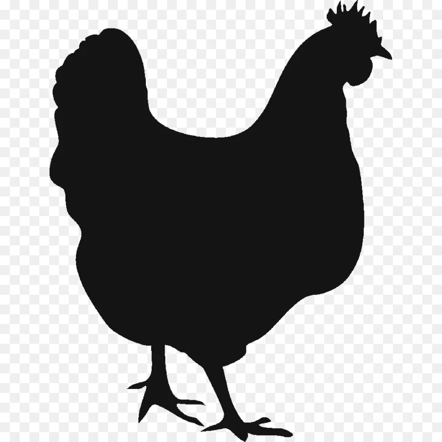 Pollo，Gallina PNG