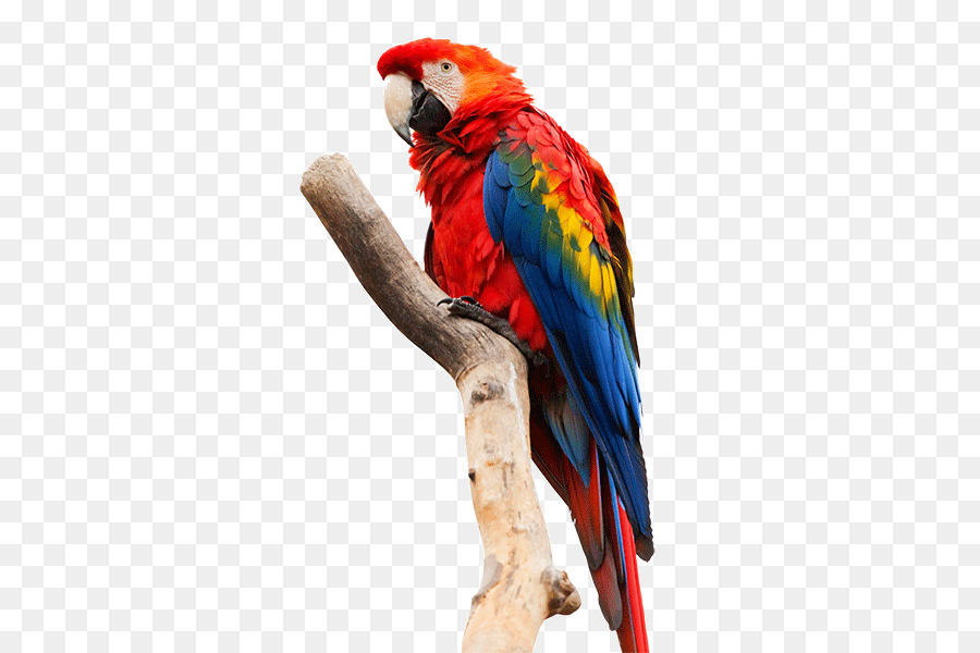 Guacamayos，Guacamayo PNG