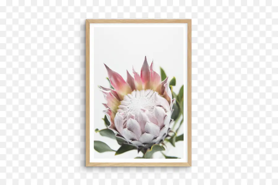 Protea，Planta PNG