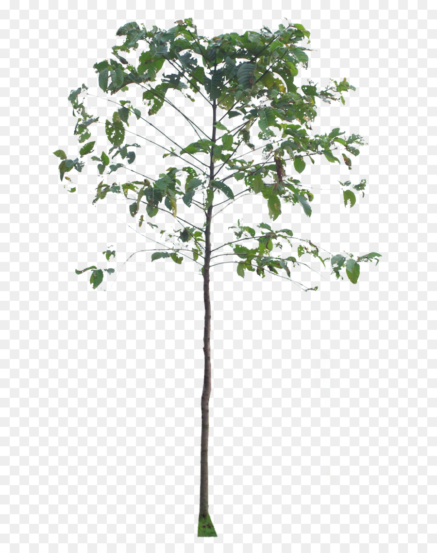 Árbol，Sucursales PNG