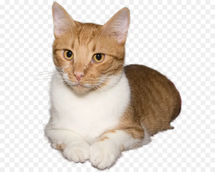 Gatito，Bigotes PNG