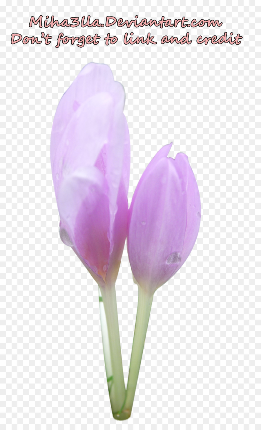 Tulipán，Cortar Flores PNG