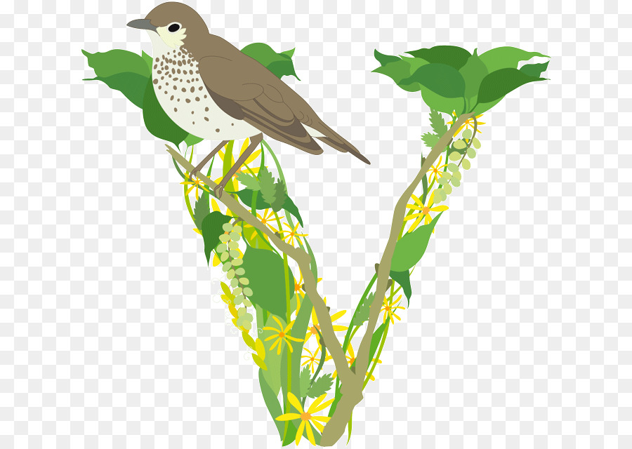 Flora，Pluma PNG