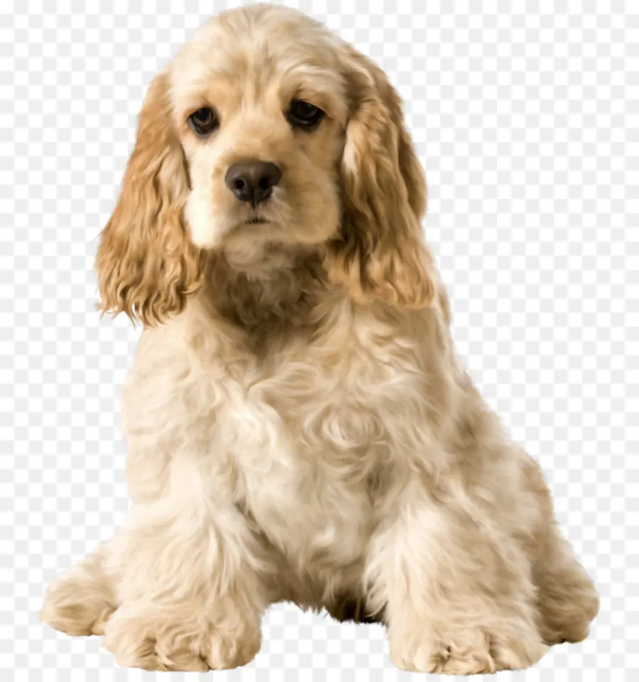 American Cocker Spaniel，Spaniel De Campo PNG