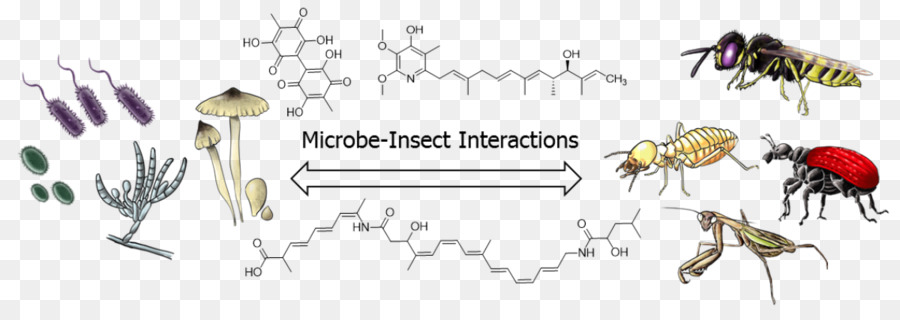 Insecto，Microorganismo PNG