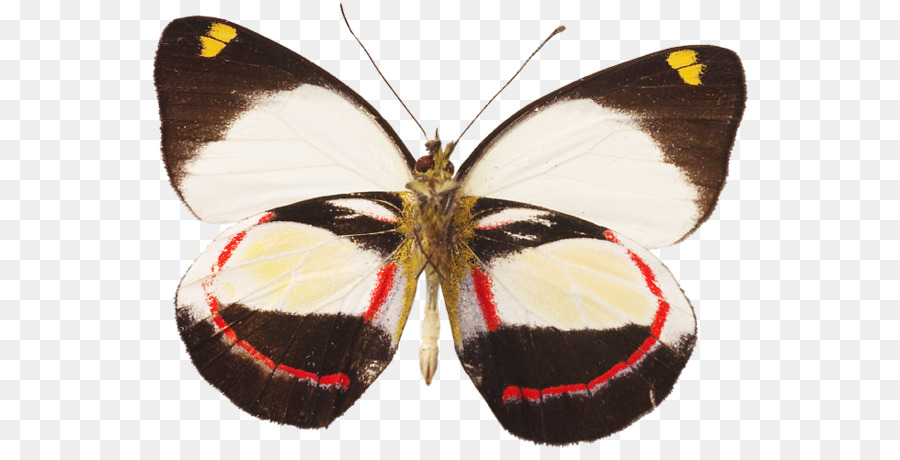 Mariposas Con Pincel，Pieridae PNG