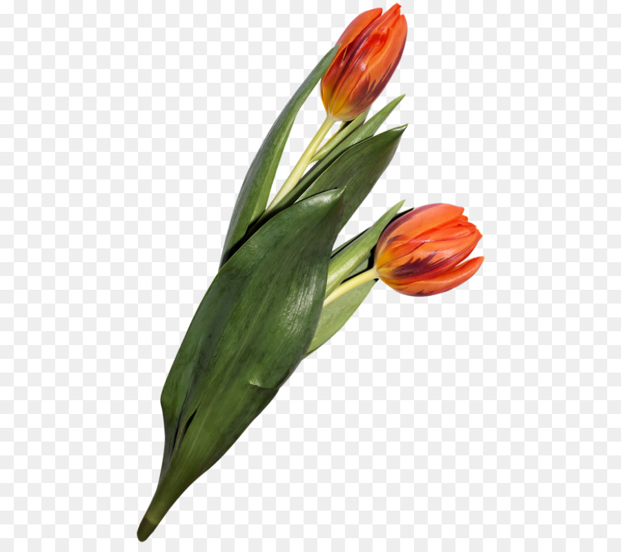 Tulipán，Tulip Mania PNG