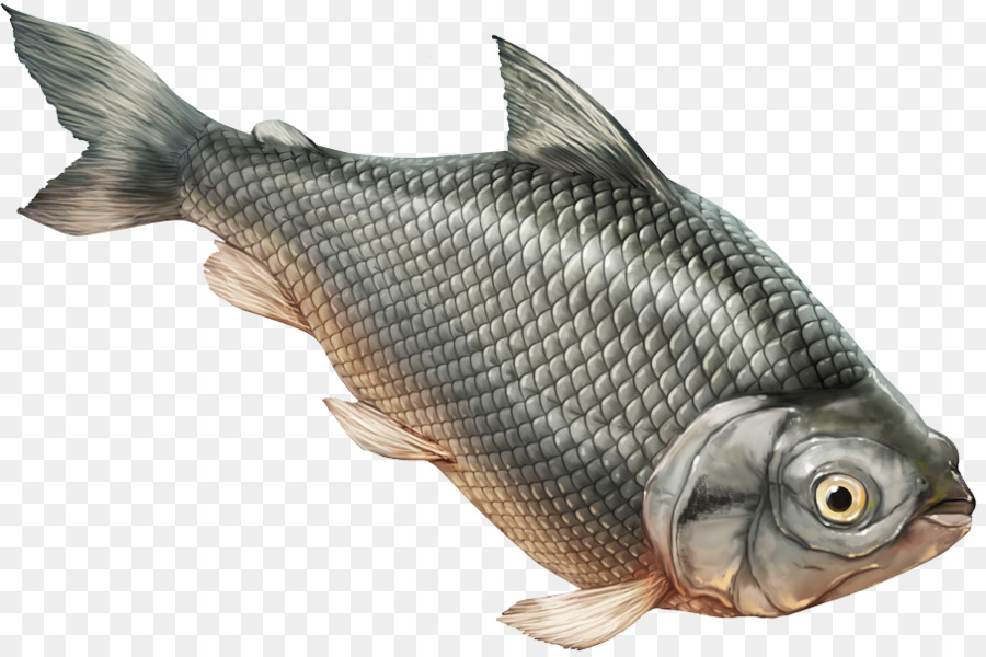 La Tilapia，Prochilodus Magdalenae PNG