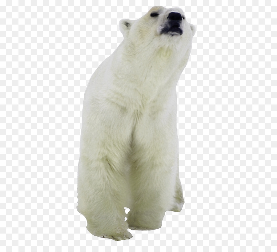 Oso Polar，Blanco PNG