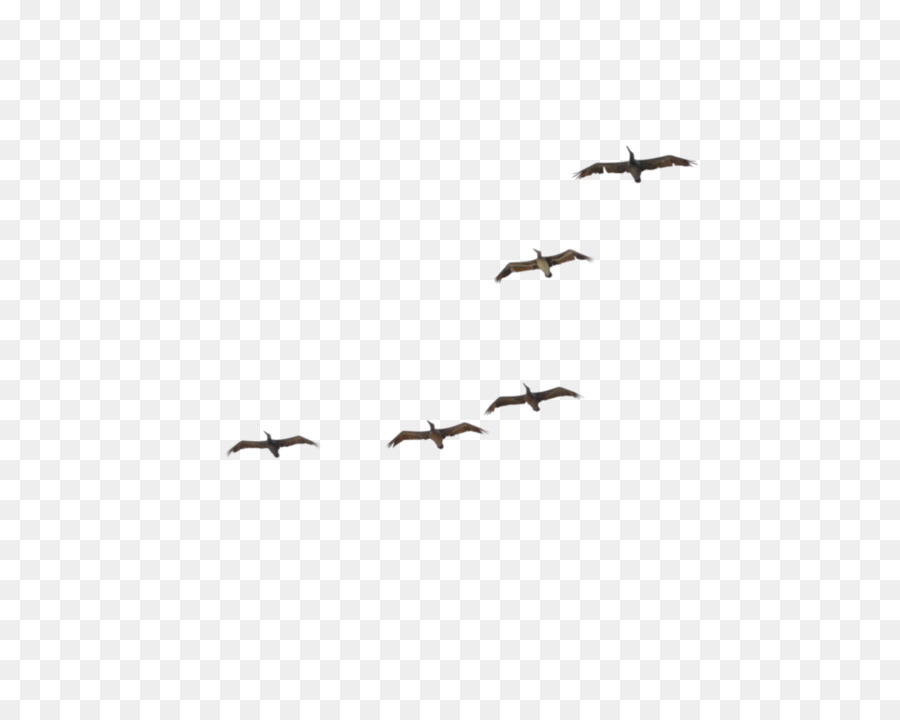 Aves Voladoras，Cielo PNG