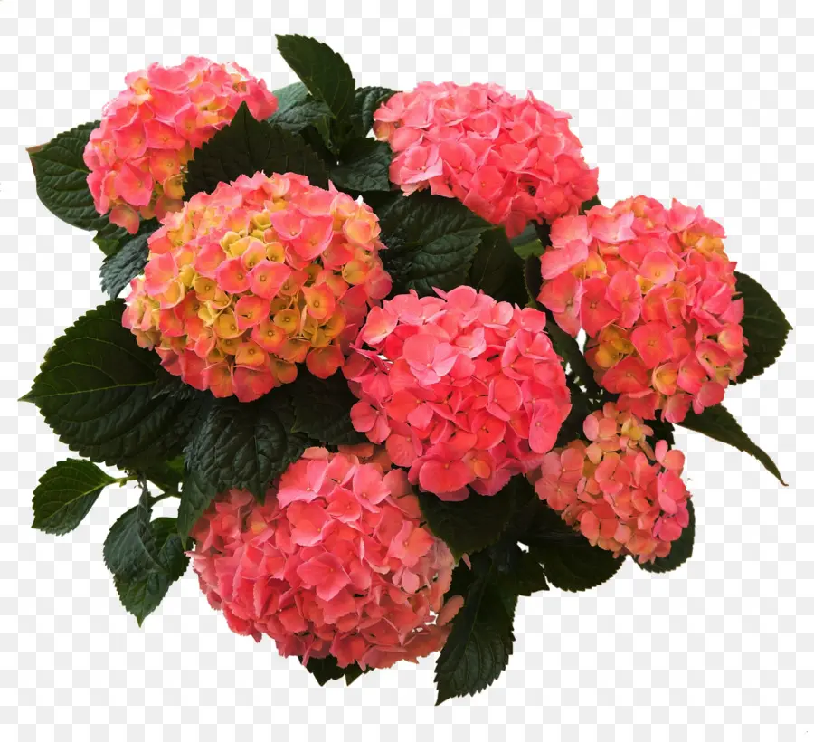 Flores De Hortensia，Floración PNG