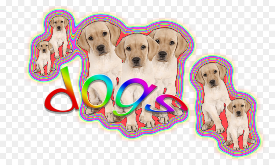 Golden Retriever，Cachorro PNG