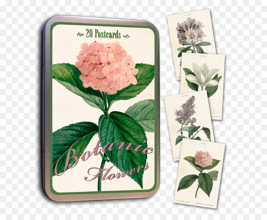 Cortar Flores，Hortensia PNG