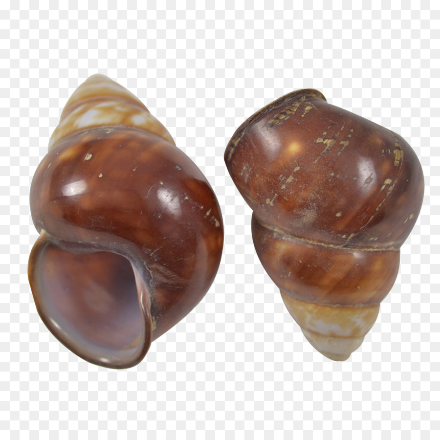 Caracol，Concha PNG