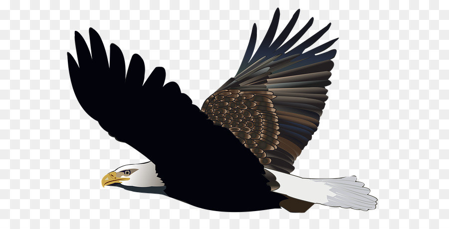 Águila Calva，Camiseta PNG