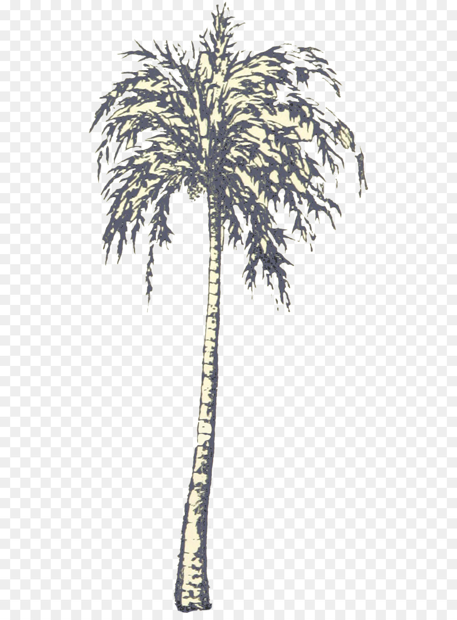 Palm Palmyra Asiática，Babasco PNG