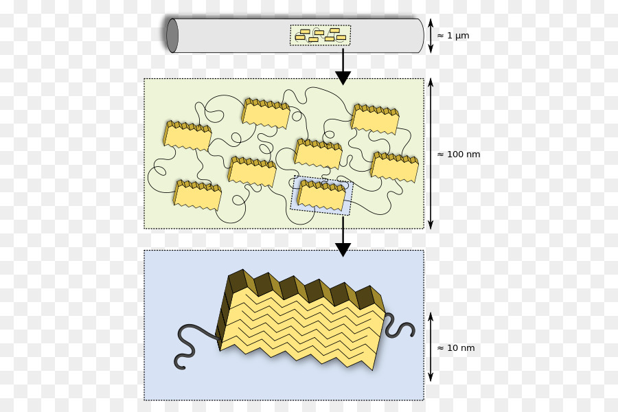 Estructura De La Proteína，Molécula PNG