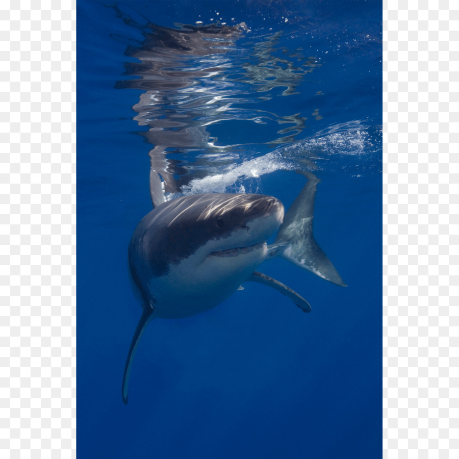 Gran Tiburón Blanco，Isla Guadalupe PNG