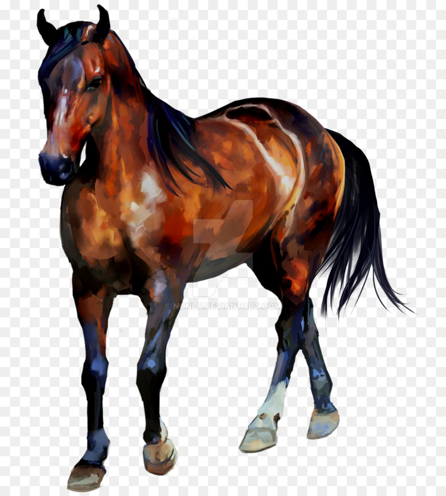 Caballo，Equino PNG