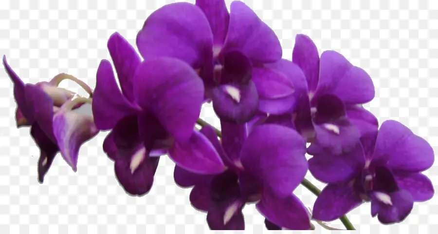 Flores Moradas，Púrpura PNG