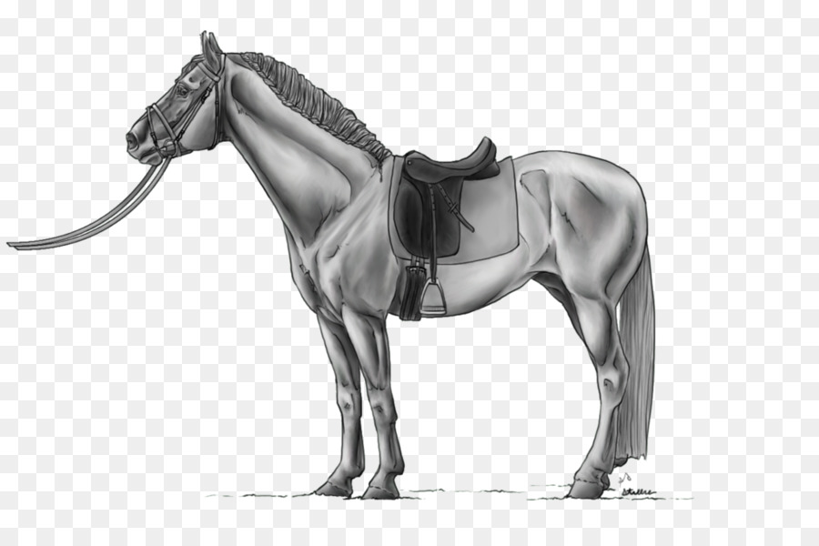 Melena，Caballo PNG