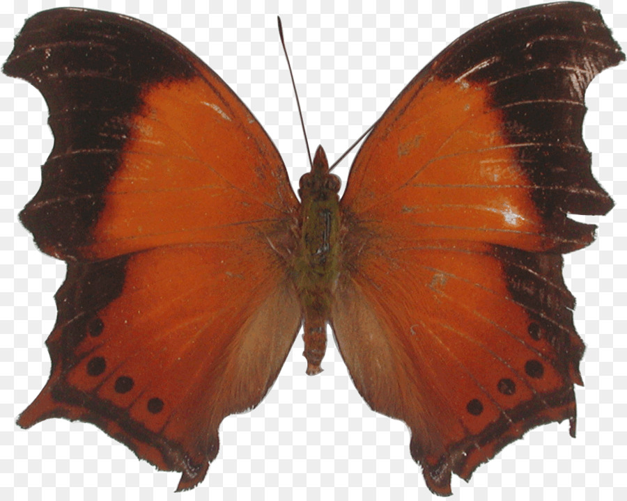 Mariposa Negra，Alas PNG