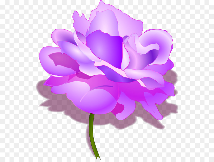 Dibujo，Rosa PNG