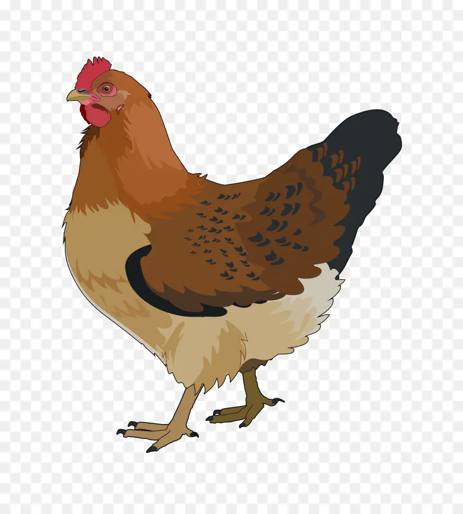 Gallo，Pollo PNG