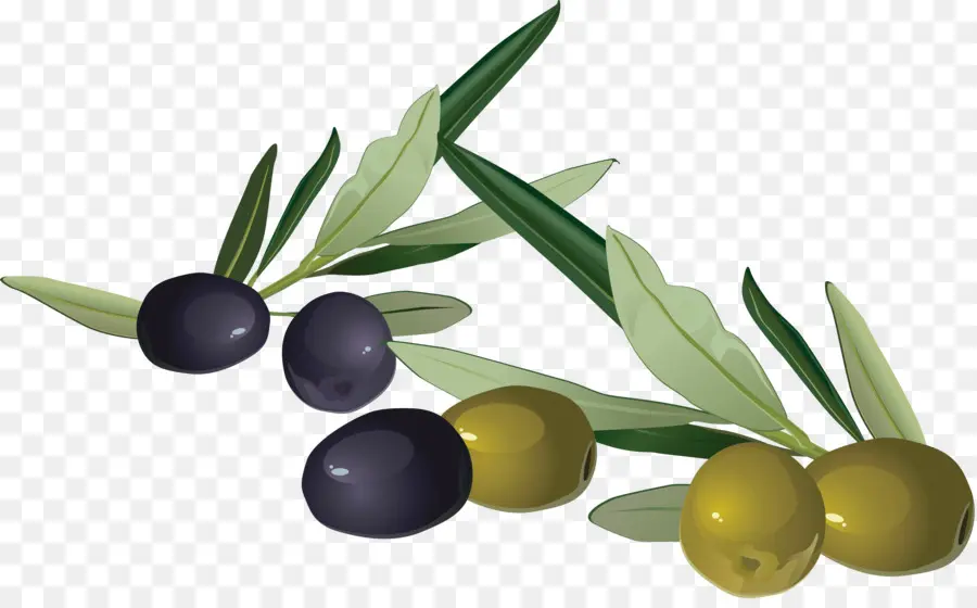 Aceituna，Aceite De Oliva PNG