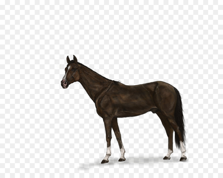 Caballo Blanco Y Negro，Caballo PNG