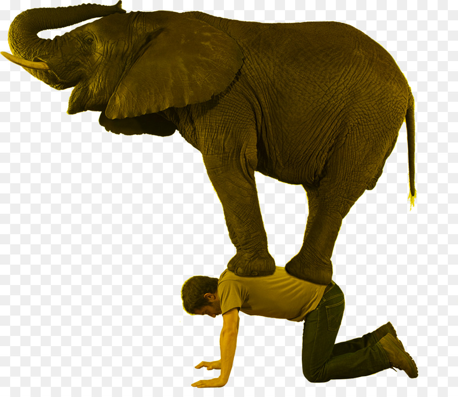 Elefantes，Elefante Asiático PNG