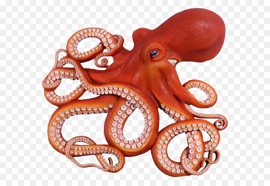 Pulpo，Pulpo Gigante Del Pacífico PNG