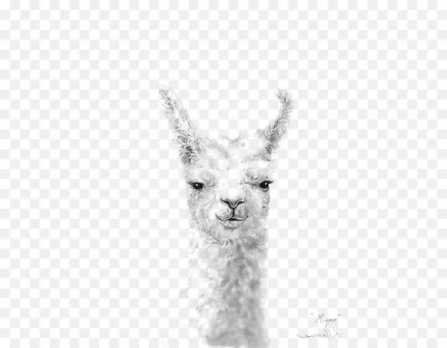 Retrato De Llama，Llama PNG