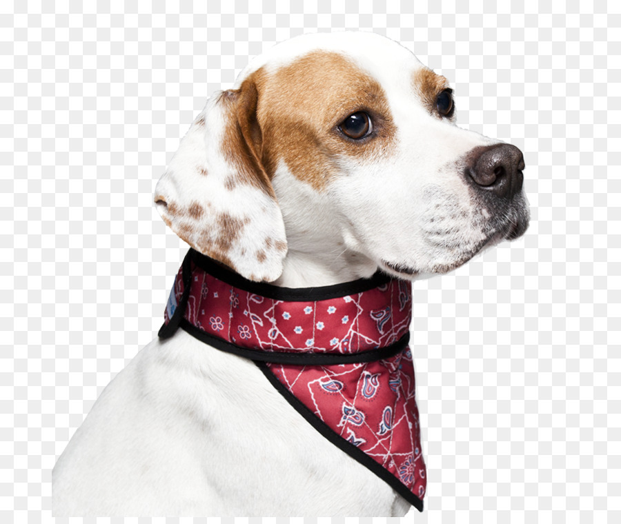 Beagle，Foxhound Inglés PNG