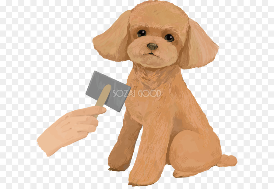 Cachorro，Caniche PNG