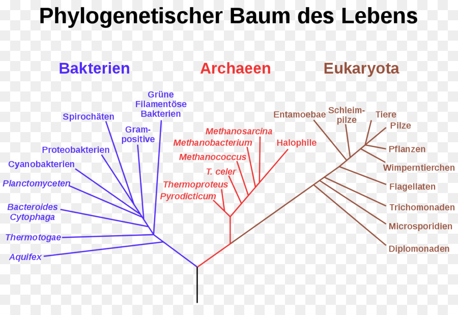 árbol Filogenético，Dominio PNG