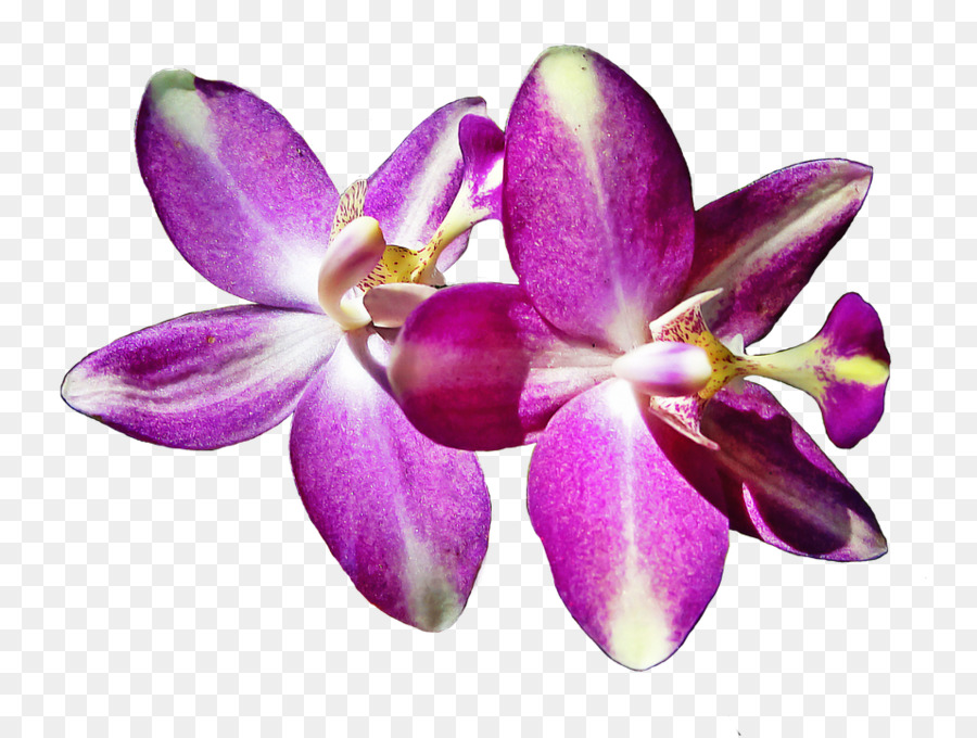 Orquídeas De Polilla，Pétalo PNG