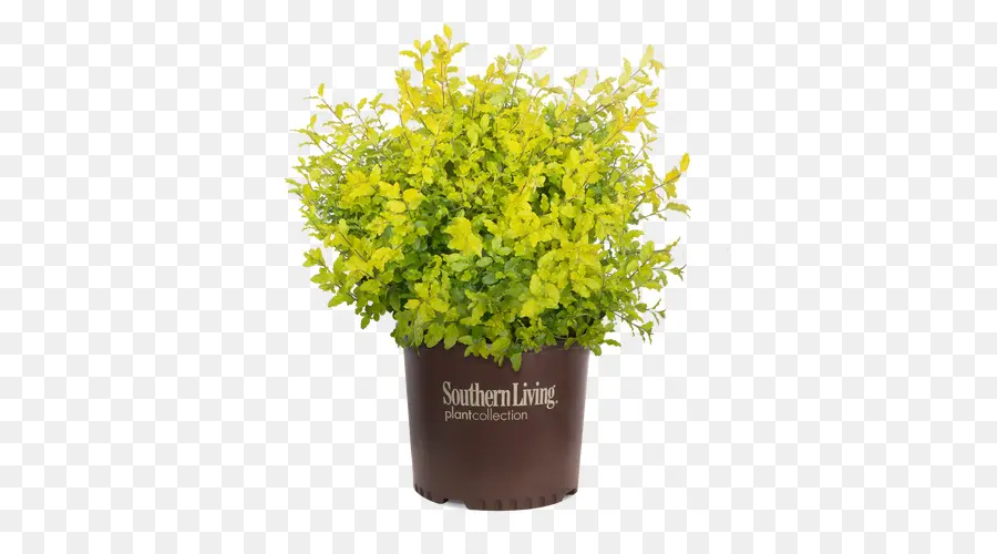 Sunshine Ligustrum Arbusto Perenne，Arbusto PNG